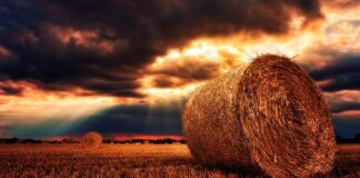 Co do budy siano czy słoma? Co do budy siano czy słoma?