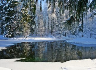 Czy kot wytrzyma na mrozie?