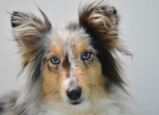 Ile procent szlachty było w Polsce?