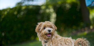 Czy maltipoo trzeba obcinać?