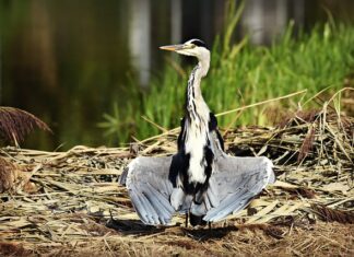 Jak suszyć parasol? Jak suszyć parasol?