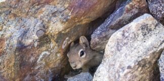 Czy warto kupować legowisko dla kota? Czy warto kupować legowisko dla kota?