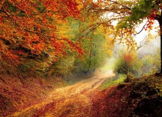 O jakiej porze brać maca? O jakiej porze brać maca?