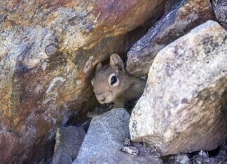 Jak zrobić legowisko dla kota na parapet?