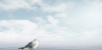 Jak uspokoić agresywnego psa? Jak uspokoić agresywnego psa?