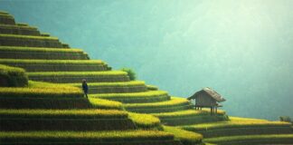 Co lepsze na redukcji ryż czy makaron?