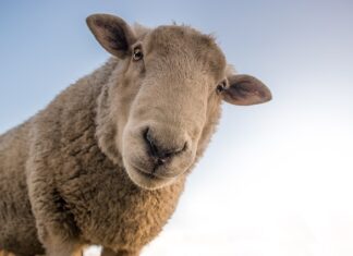 Jaka wełna na opaskę na szydełku? Jaka wełna na opaskę na szydełku?