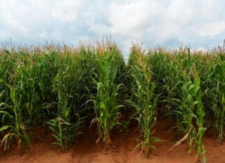 Jak zrobić macę na patelni? Jak zrobić macę na patelni?