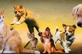 Czy psy lubią być przykryte?