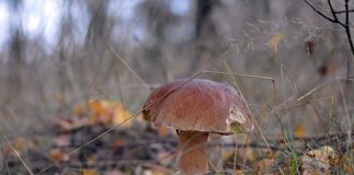 Jak zrobić prawdziwki w zalewie octowej? Jak zrobić prawdziwki w zalewie octowej?