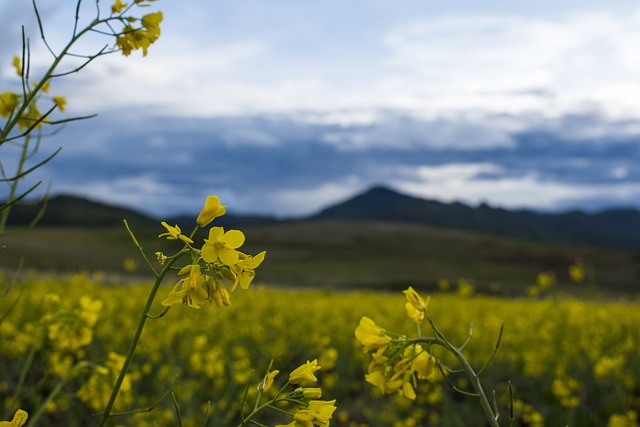 Czy w Polsce są jakieś gangi? Czy w Polsce są jakieś gangi?