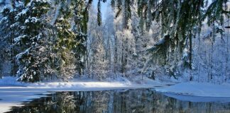 Ile kot wytrzyma na mrozie?