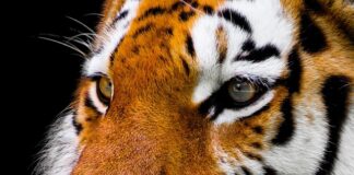 Czy można obcinać wąsy u psa shih tzu?