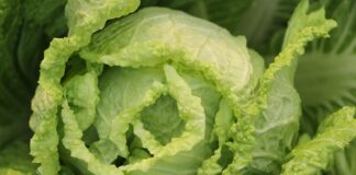 Jak zrobić surówkę z marchewki ze śmietaną? Jak zrobić surówkę z marchewki ze śmietaną?