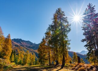 Jak się robi masę do lizaków?