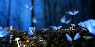 Co dodać Aby grzyby nie straciły koloru? Co dodać Aby grzyby nie straciły koloru?