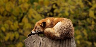 Co daje spanie w masce? Co daje spanie w masce?