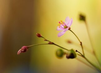 Czy żeń-szeń podnosi testosteron?